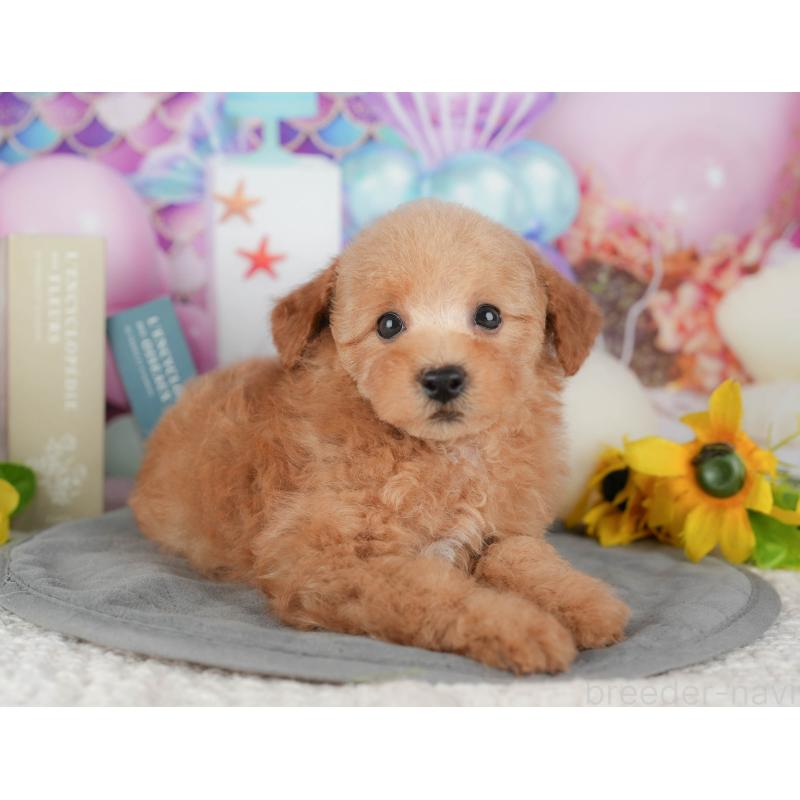 販売中の千葉県のトイプードル-431615の7枚目