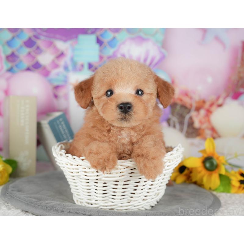 販売中の千葉県のトイプードル-431615の6枚目