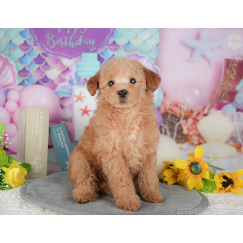 販売中の千葉県のトイプードル-431615の5枚目