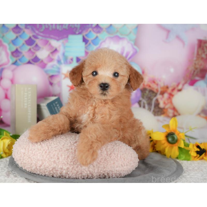 販売中の千葉県のトイプードル-431615の4枚目