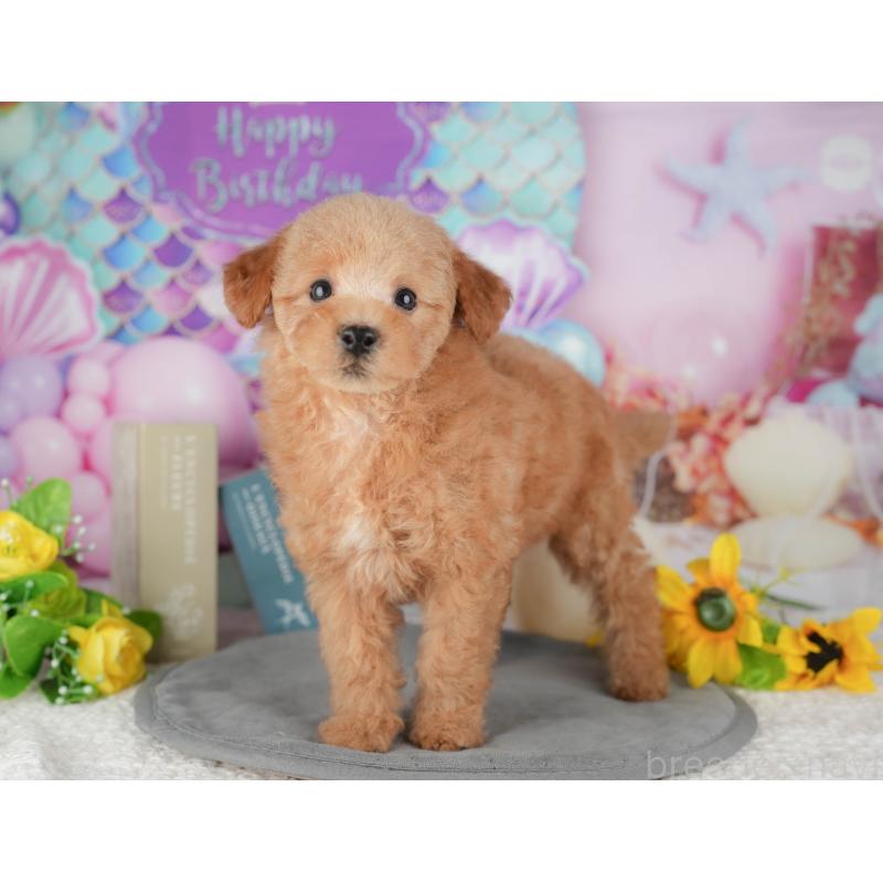 販売中の千葉県のトイプードル-431615の3枚目