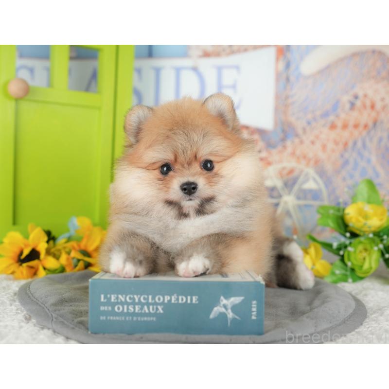 販売中の千葉県のポメラニアン-431619