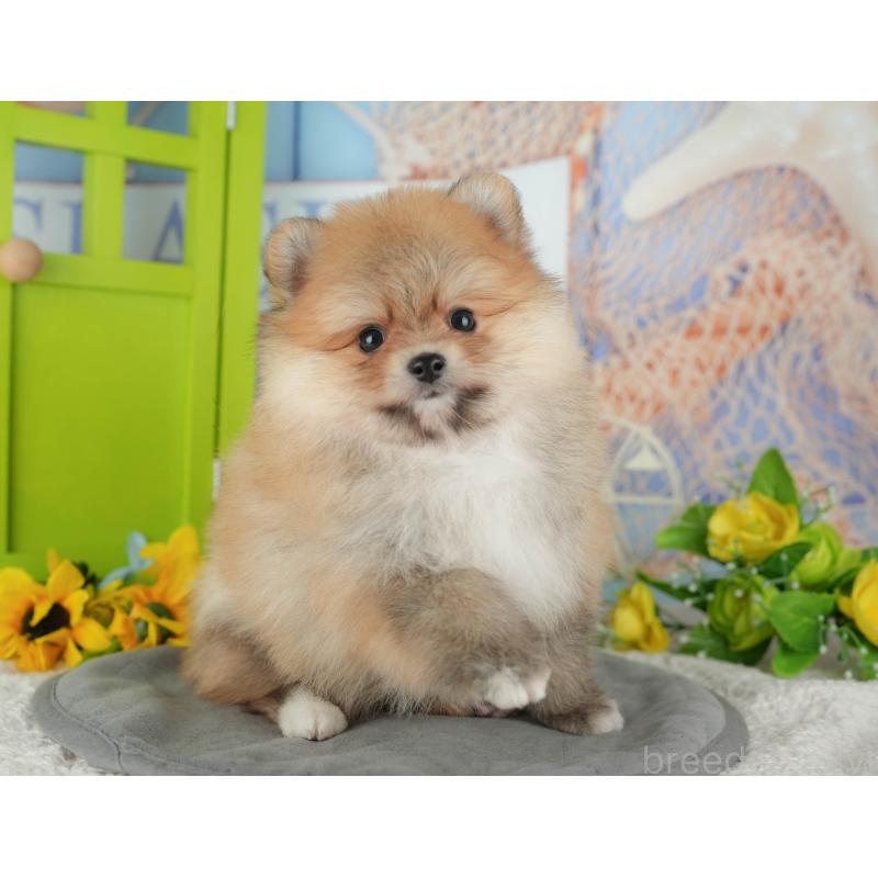 販売中の千葉県のポメラニアン-431619の11枚目