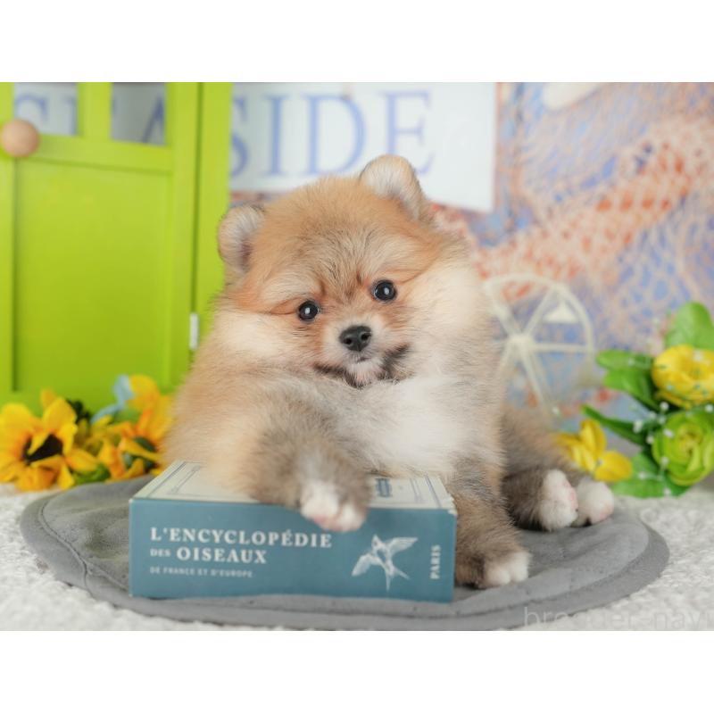 販売中の千葉県のポメラニアン-431619の10枚目