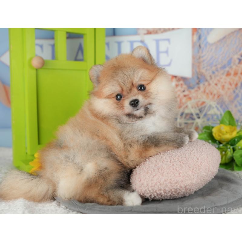 販売中の千葉県のポメラニアン-431619の9枚目