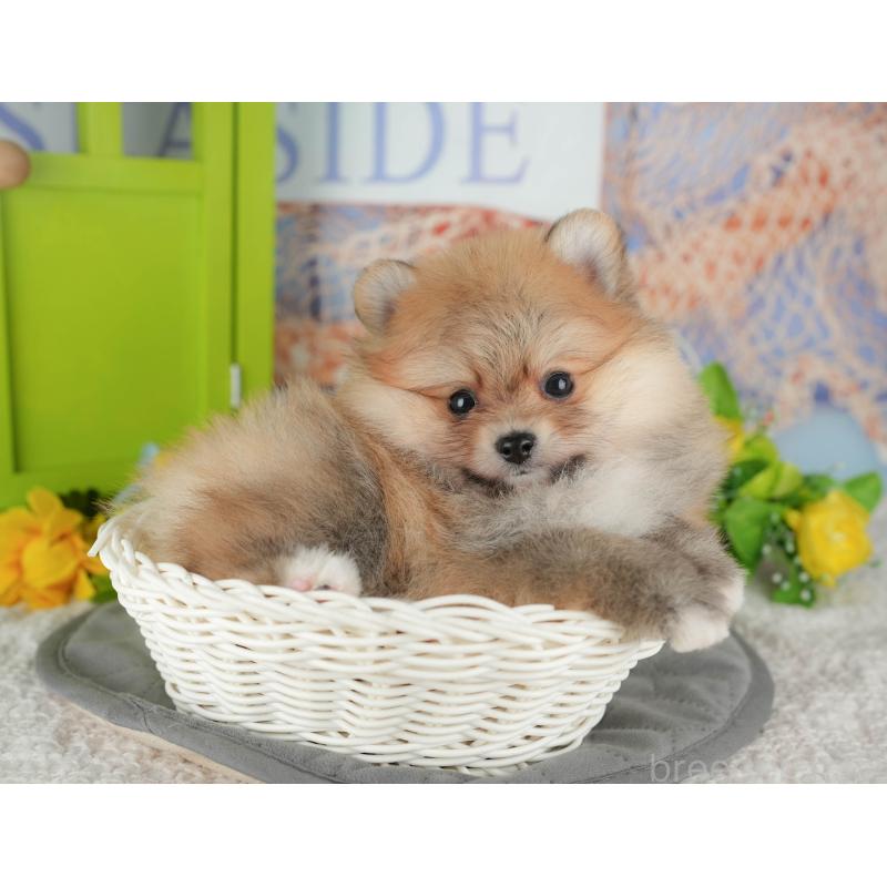 販売中の千葉県のポメラニアン-431619の8枚目