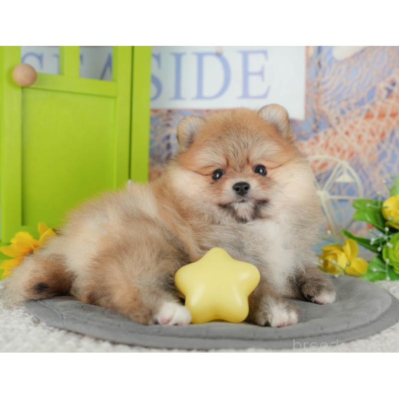 販売中の千葉県のポメラニアン-431619の7枚目