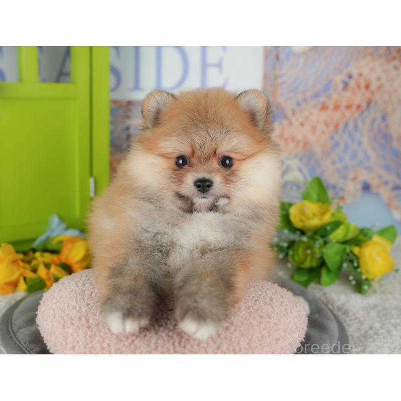 販売中の千葉県のポメラニアン-431619の6枚目