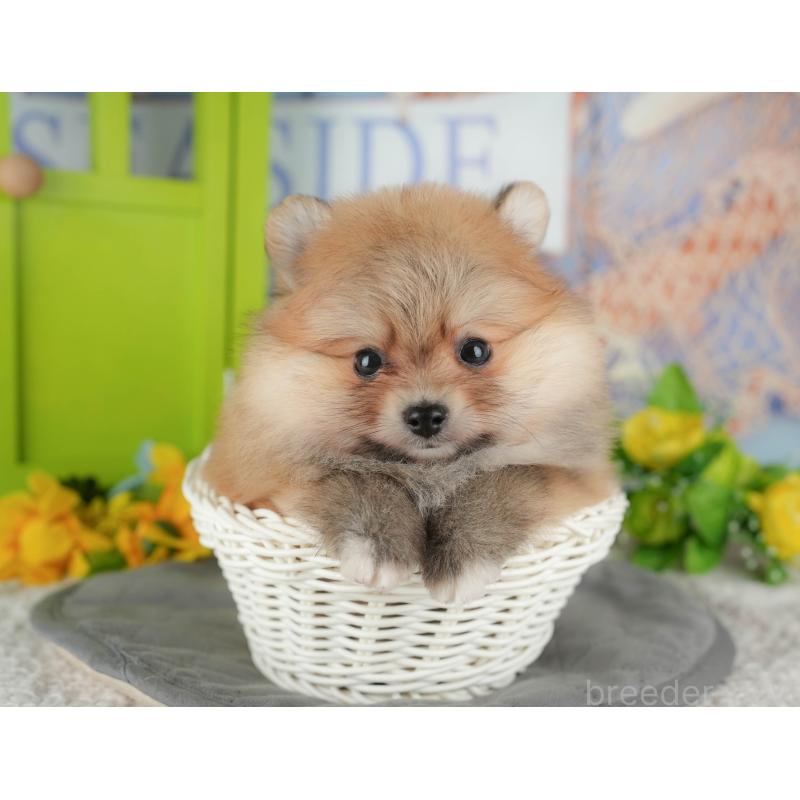 販売中の千葉県のポメラニアン-431619の5枚目