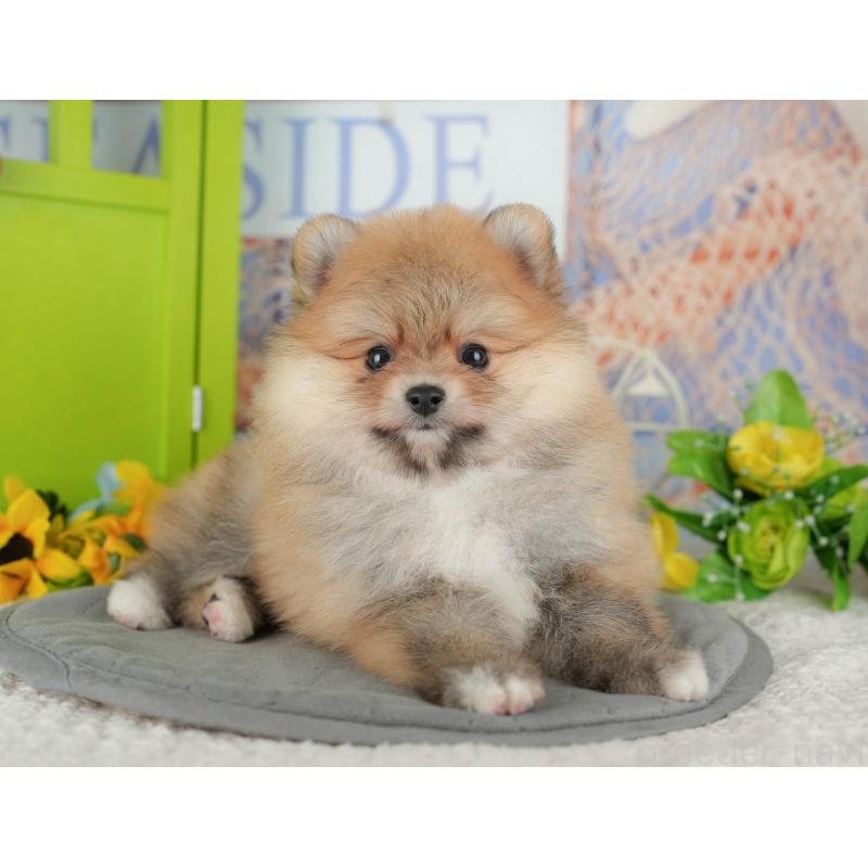 販売中の千葉県のポメラニアン-431619の4枚目