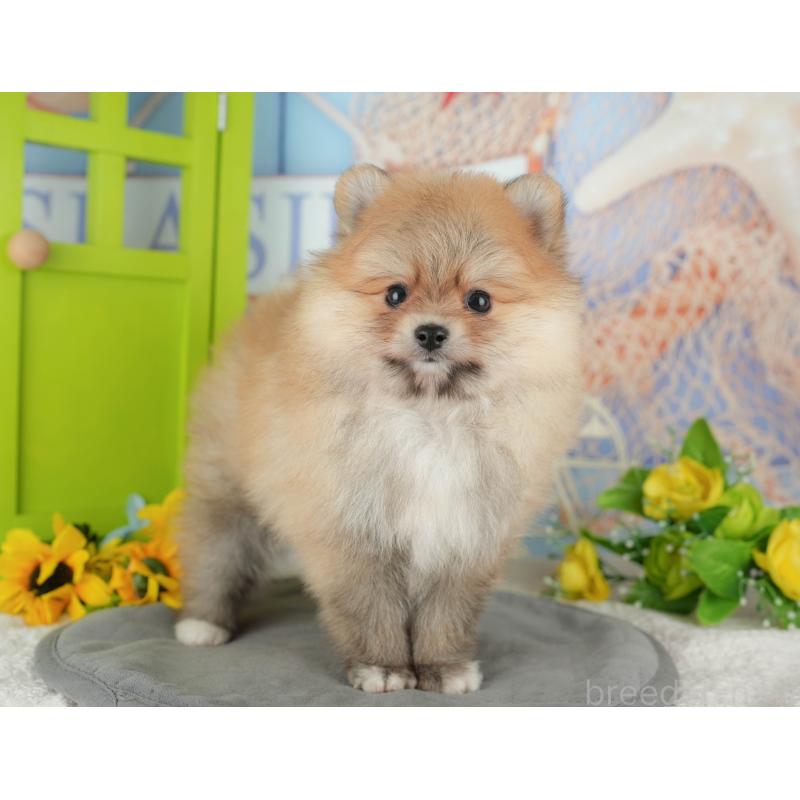 販売中の千葉県のポメラニアン-431619の3枚目