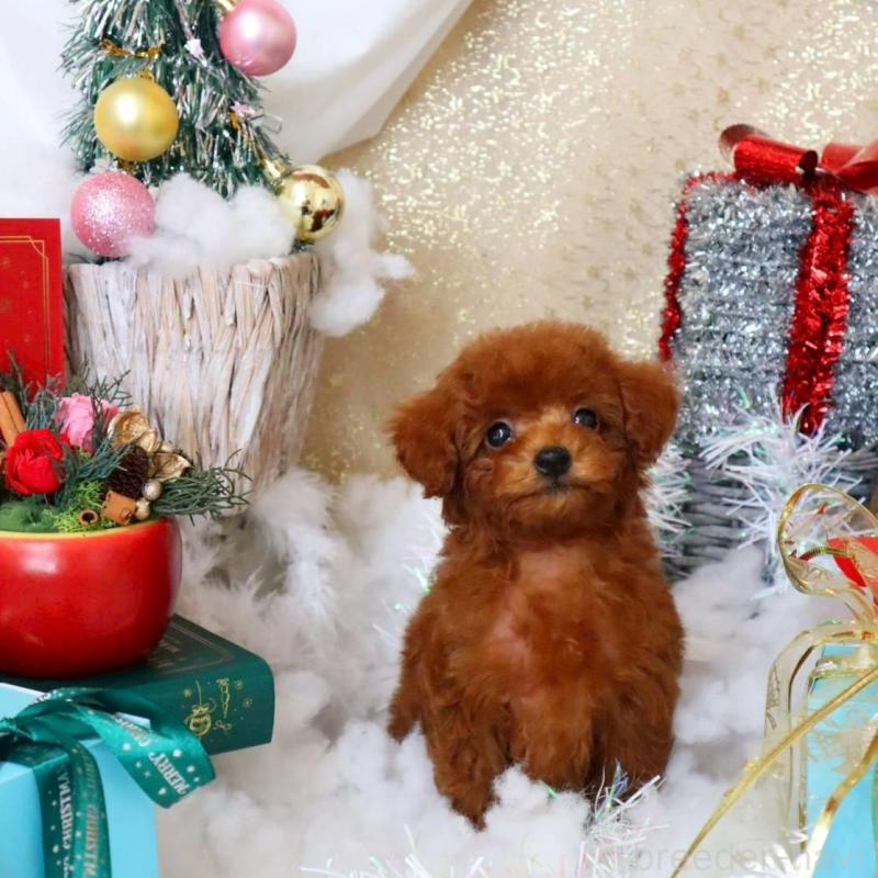 販売中の岡山県のトイプードル-431349の1枚目