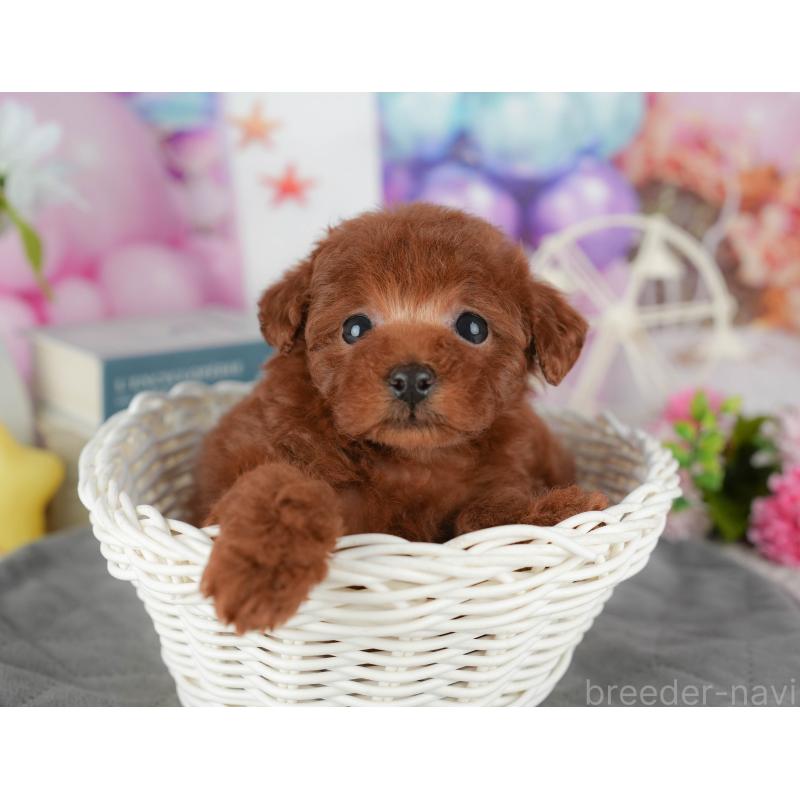販売中の千葉県のタイニープードル-431621
