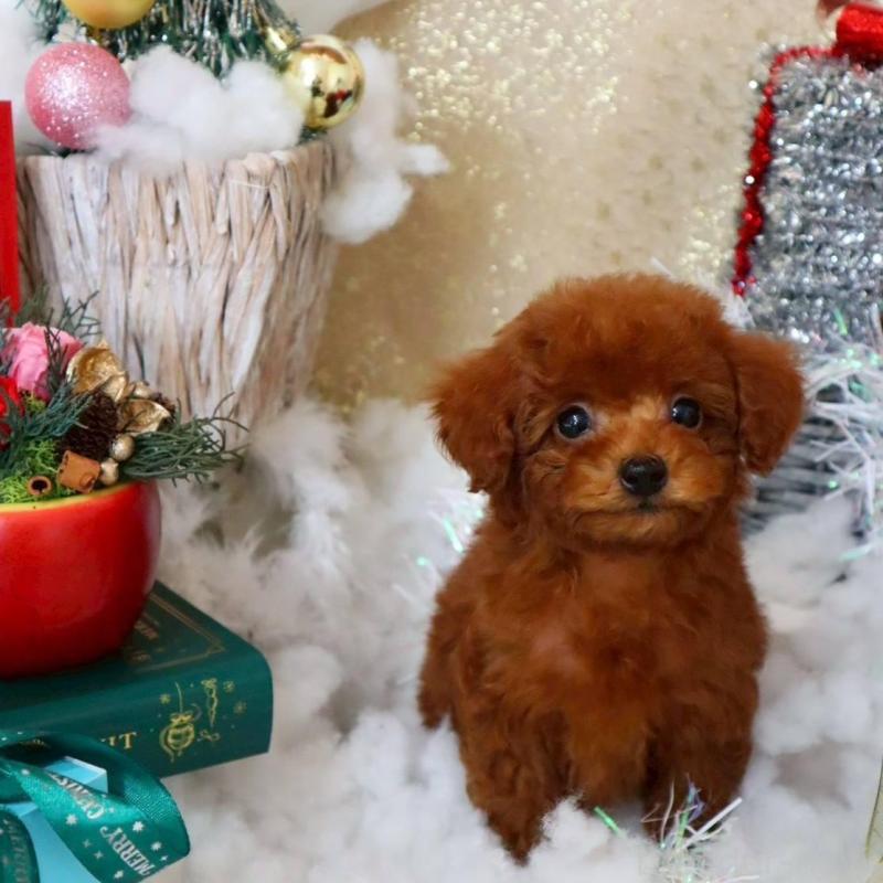 販売中の岡山県のトイプードル-431349の3枚目