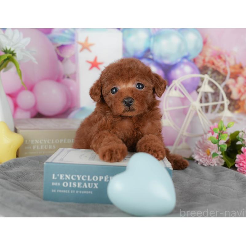 販売中の千葉県のタイニープードル-431621の11枚目