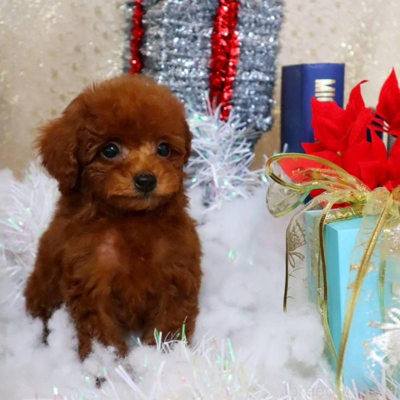 販売中の岡山県のトイプードル-431349の2枚目