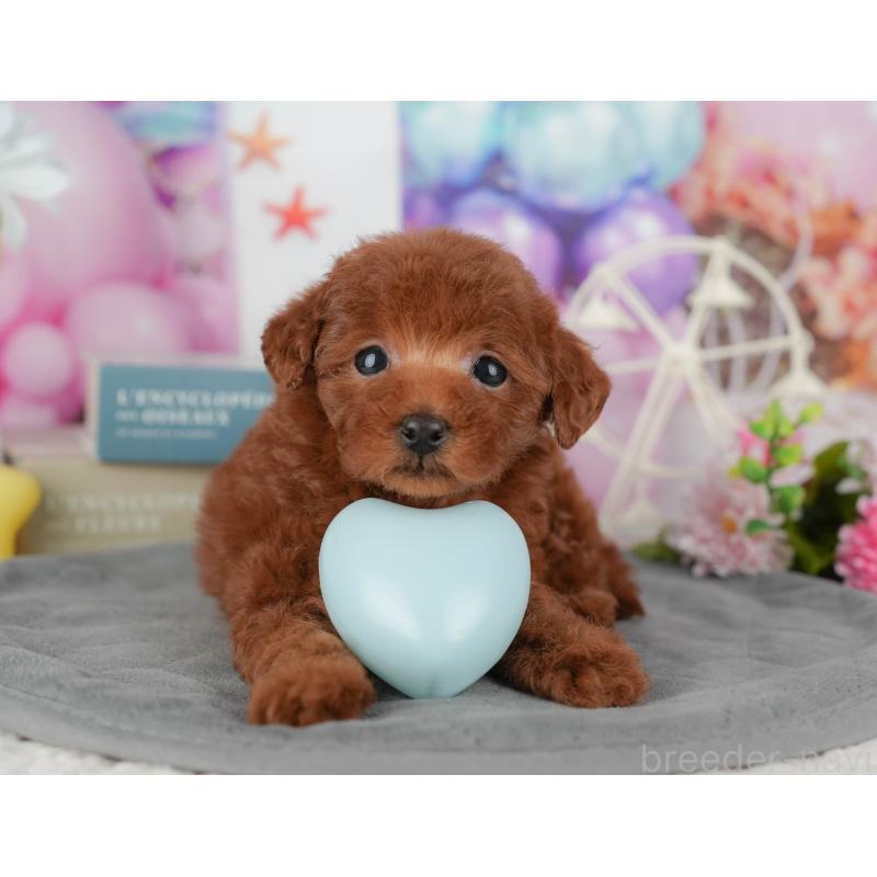 販売中の千葉県のタイニープードル-431621の8枚目
