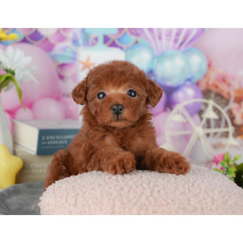 販売中の千葉県のタイニープードル-431621の7枚目