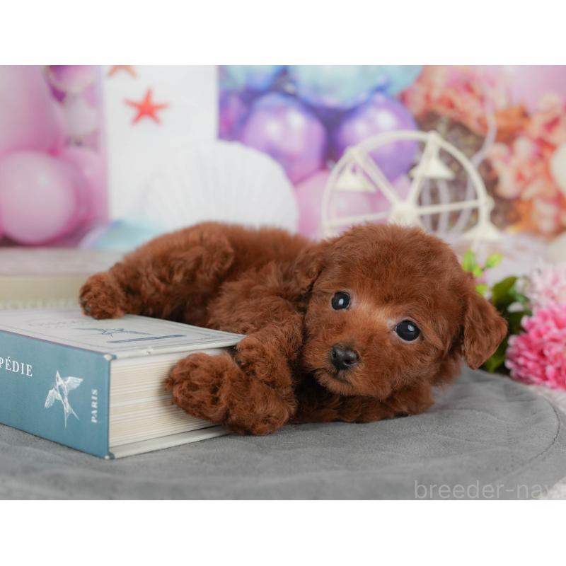 販売中の千葉県のタイニープードル-431621の4枚目