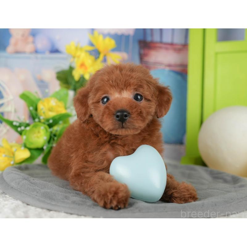 販売中の千葉県のタイニープードル-431622