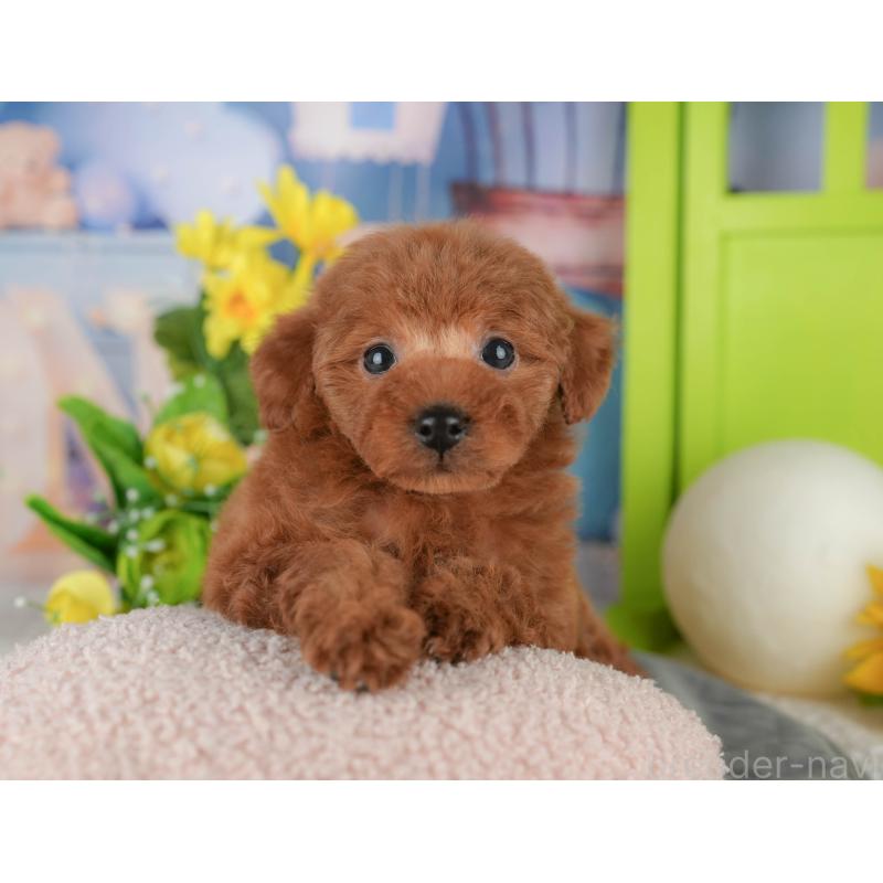 販売中の千葉県のタイニープードル-431622の11枚目