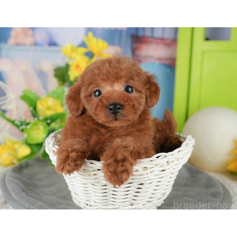 販売中の千葉県のタイニープードル-431622の10枚目