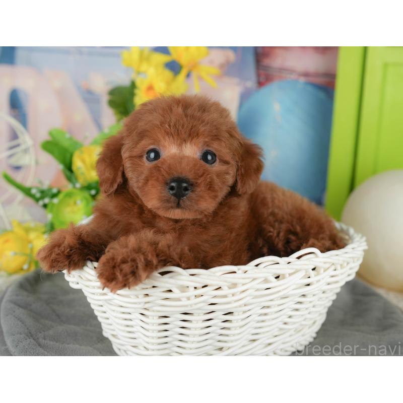販売中の千葉県のタイニープードル-431622の8枚目