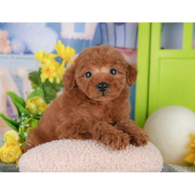 販売中の千葉県のタイニープードル-431622の7枚目