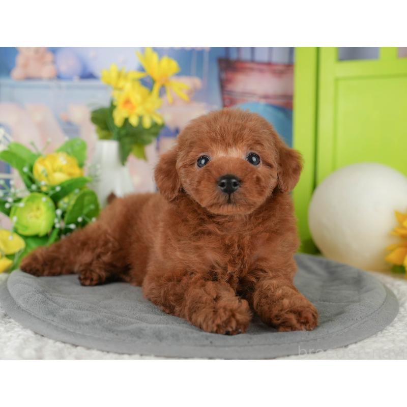 販売中の千葉県のタイニープードル-431622の6枚目