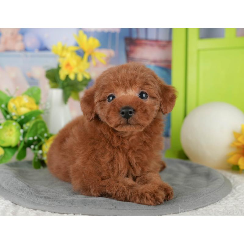 販売中の千葉県のタイニープードル-431622の5枚目