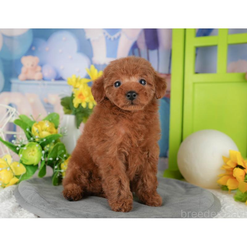 販売中の千葉県のタイニープードル-431622の4枚目