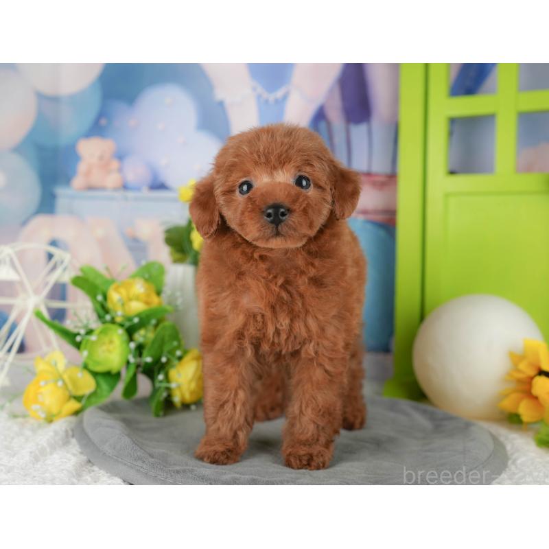 販売中の千葉県のタイニープードル-431622の3枚目