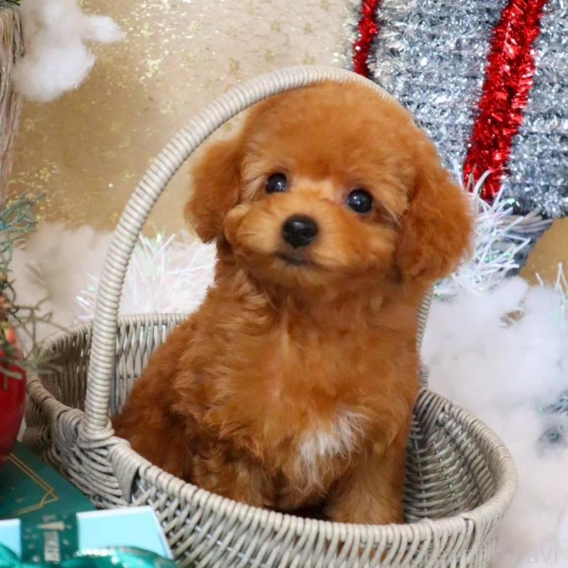 販売中の岡山県のトイプードル-431350の5枚目