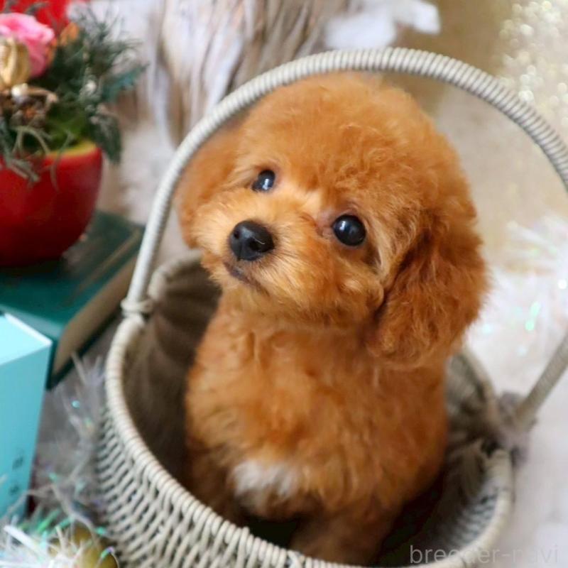 販売中の岡山県のトイプードル-431350