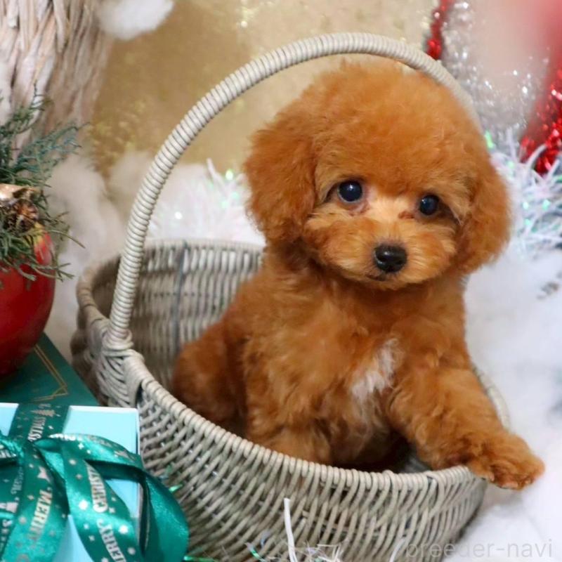 販売中の岡山県のトイプードル-431350の4枚目