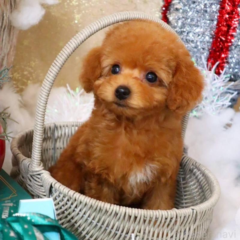 販売中の岡山県のトイプードル-431350の3枚目