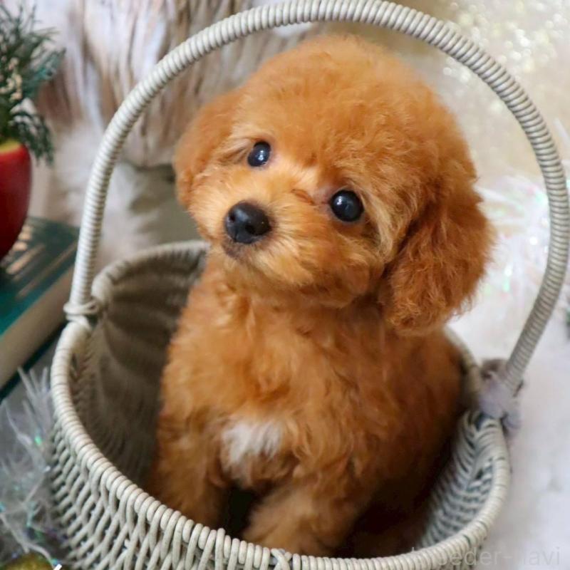 販売中の岡山県のトイプードル-431350の2枚目