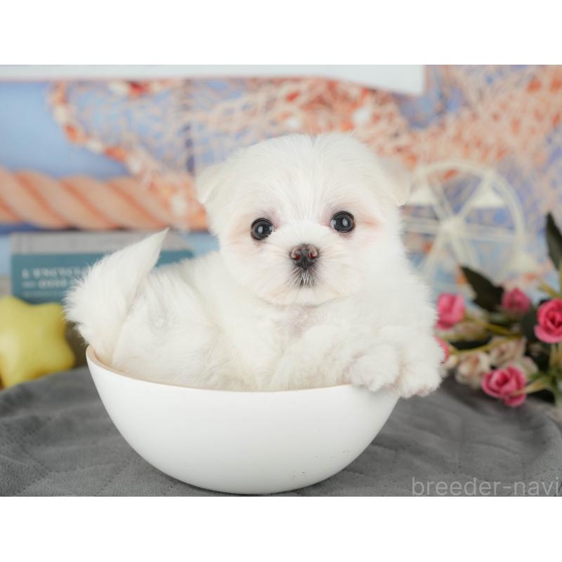 成約済の千葉県のマルチーズ-431624の1枚目