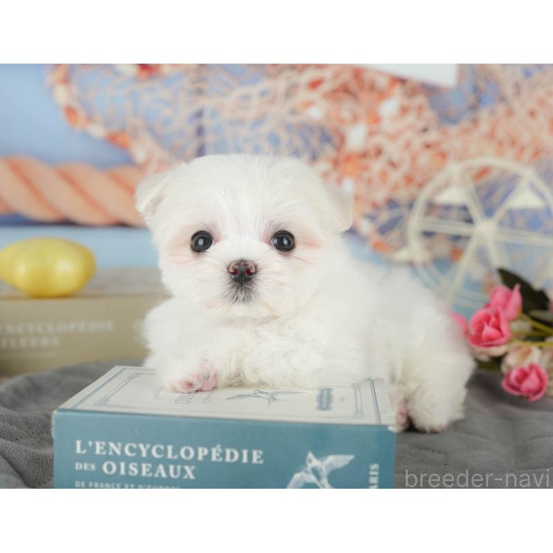 成約済の千葉県のマルチーズ-431624の11枚目