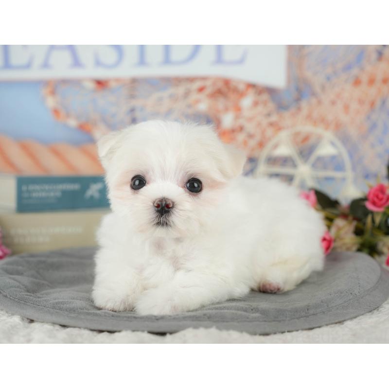 成約済の千葉県のマルチーズ-431624の10枚目