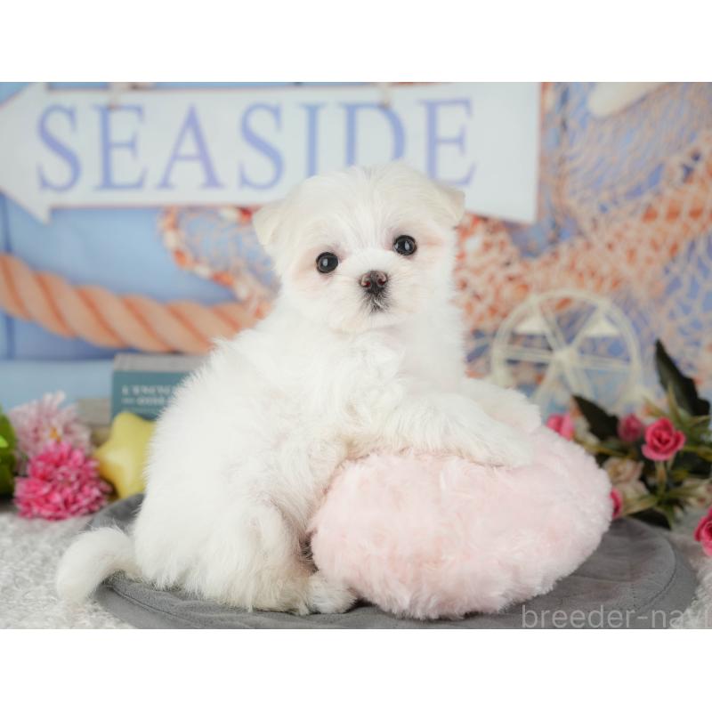 成約済の千葉県のマルチーズ-431624の9枚目