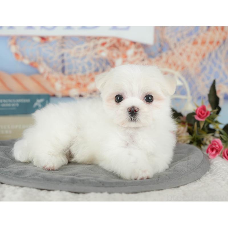 成約済の千葉県のマルチーズ-431624の8枚目