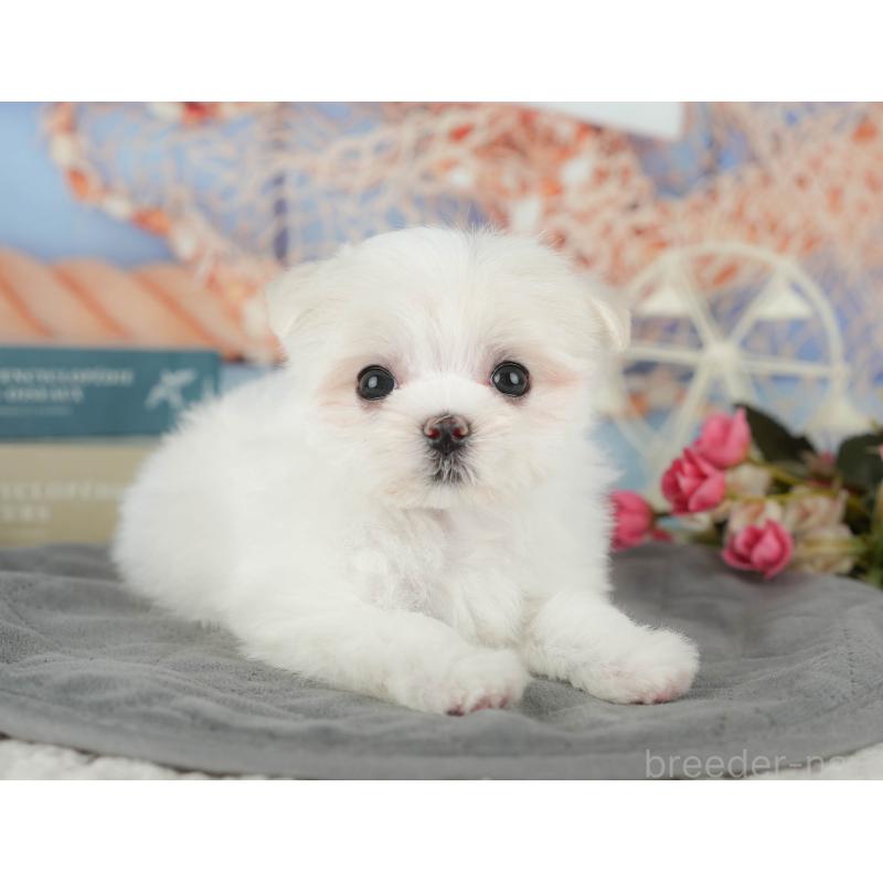 成約済の千葉県のマルチーズ-431624の7枚目