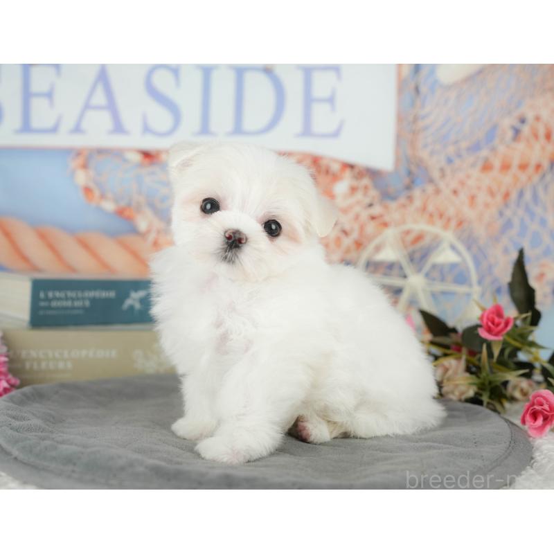 成約済の千葉県のマルチーズ-431624の6枚目