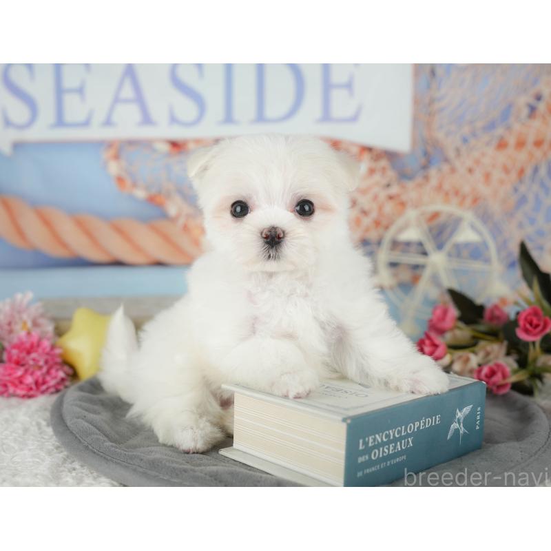 成約済の千葉県のマルチーズ-431624の5枚目