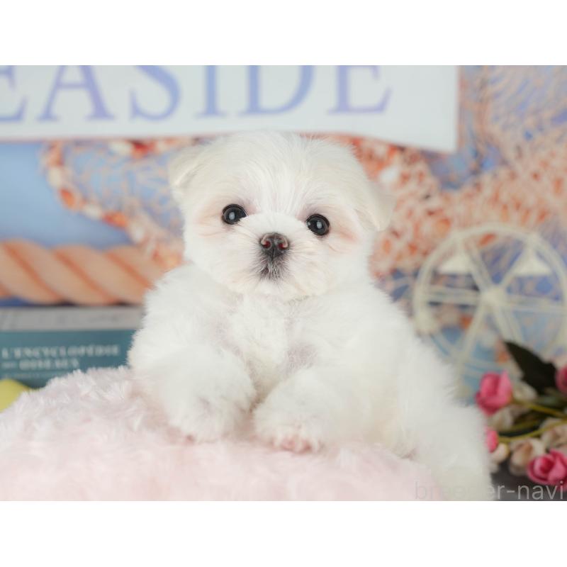 成約済の千葉県のマルチーズ-431624の4枚目