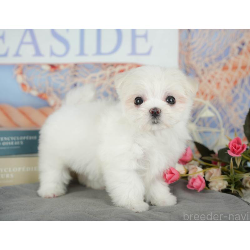 成約済の千葉県のマルチーズ-431624の3枚目