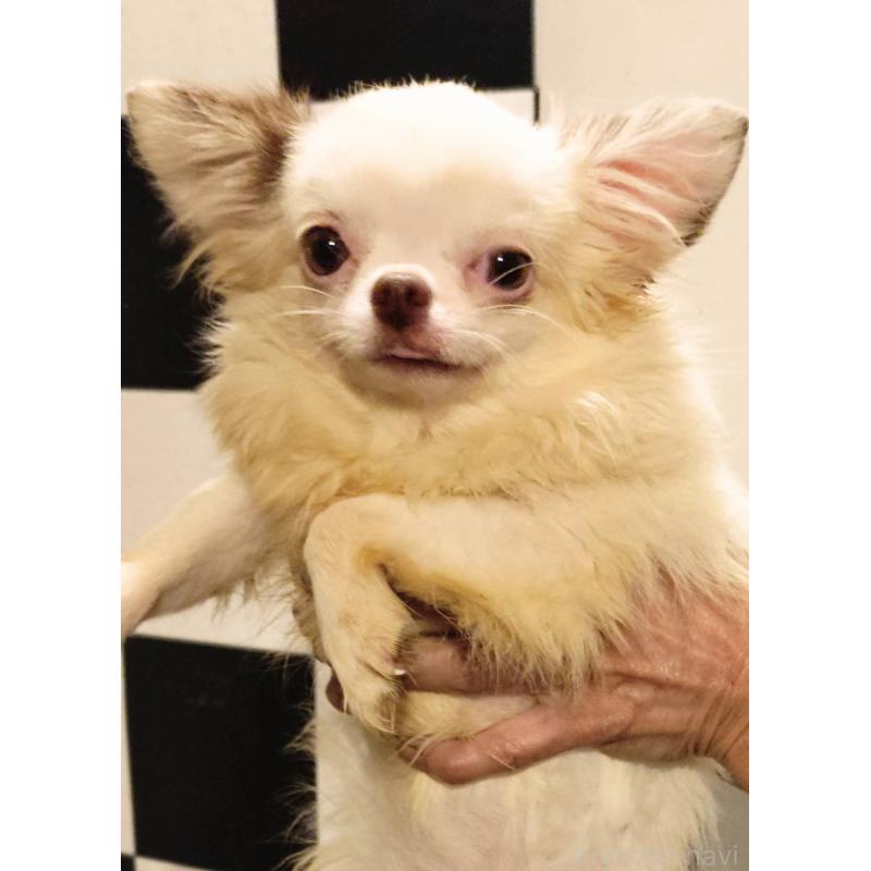 販売中の大阪府のチワワ(ロングコート)-431351の2枚目