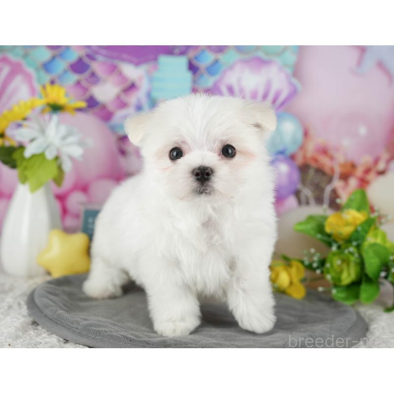 販売中の千葉県のマルチーズ-431625