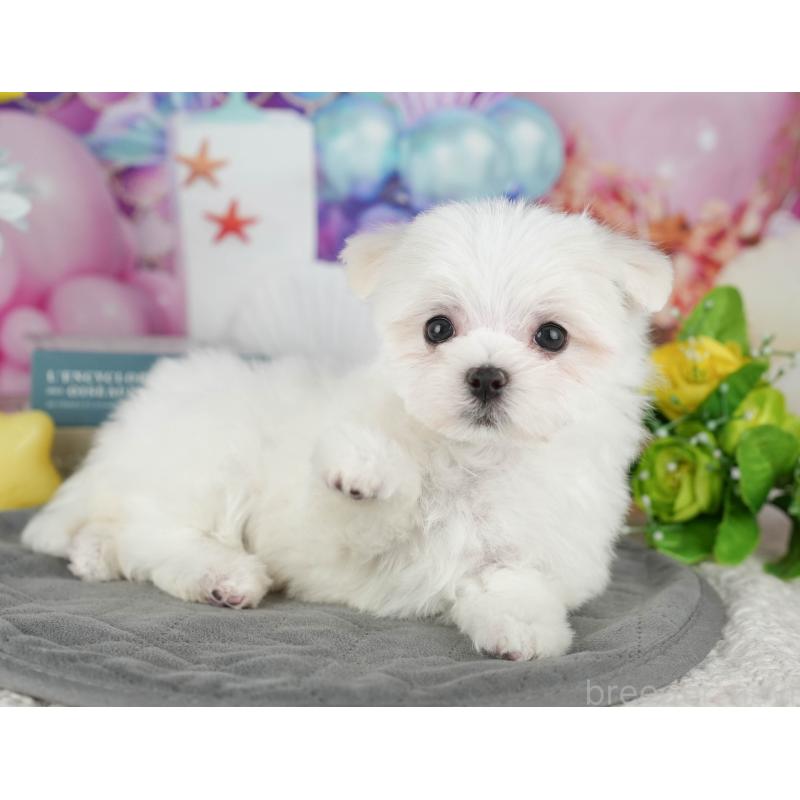 販売中の千葉県のマルチーズ-431625の11枚目